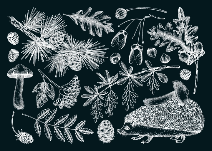 Autumn forest design elements in sketch style. Botanical drawings of fallen leaves, mushrooms, berries, and hedgehog on chalkboard. Vintage fall plants hand-drawn illustrations. Woodland nature set